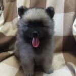 Herald-male-keeshond-puppy-for-sale2