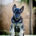 Overton-male-german-shepherd-puppy-for-sale01