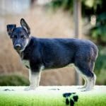 Overton-male-german-shepherd-puppy-for-sale02