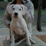 Sophronia-female-argentin-dogo-puppy-for-sale01