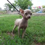 Heddy-female-russian-toy-terrier-puppy-for-sale-06