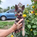 Hymne-female-russian-toy-terrier-puppy-for-sale-01
