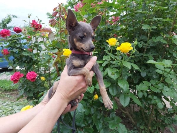 Hymne Russian Toy Terrier