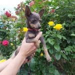 Hymne-female-russian-toy-terrier-puppy-for-sale-02