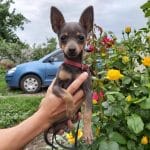 Heddy Russian Toy Terrier