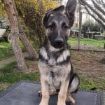 Overton-male-east-european-shepherd-puppy-for-sale-04