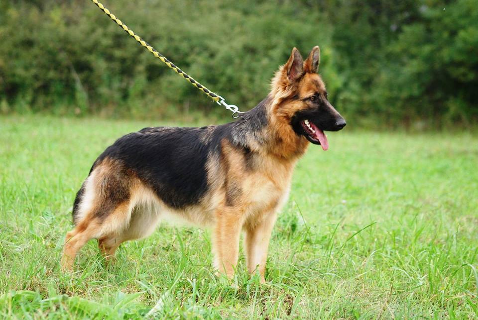 Azoro German Shepherd