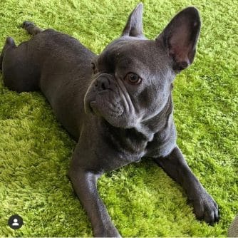 Thor French Bulldog puppy for sale