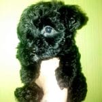 Ey-male-yorkipoo-puppy-for-sale (1)