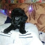 Ey-male-yorkipoo-puppy-for-sale (3)