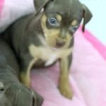 Malin-female-miniature-pinscher-puppy-for-sale01