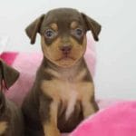 Malin-female-miniature-pinscher-puppy-for-sale02
