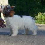 Pinda-female-Biewer Yorkshire Terrier-for-sale (3)