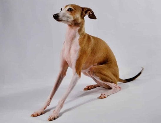 Greyhound breed info NewDoggy.com