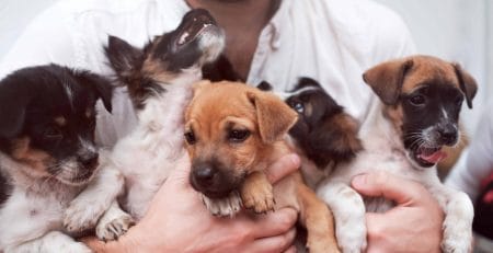 Best dogs for first time dog owners NewDoggy.com