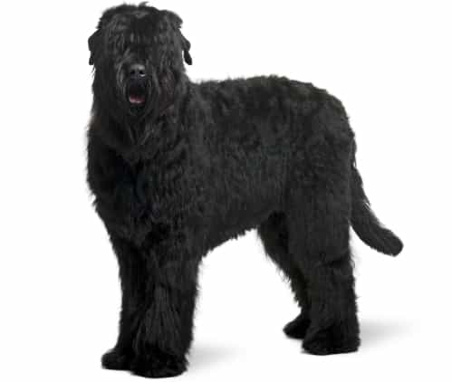 Black Russian Terrier breed info NewDoggy.com