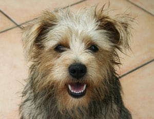 Cairn Terrier breed info NewDoggy.com