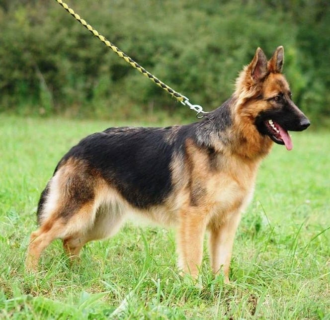 German Shepherd breed info NewDoggy.com
