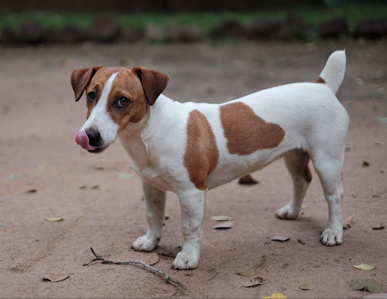 Jack Russel Terrier Breed Information |