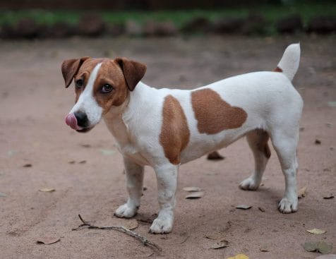 Jack Russel Terrier Breed info NewDoggy.com