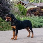Quaxus-male-Rottweiler-puppy-for-sale (3)