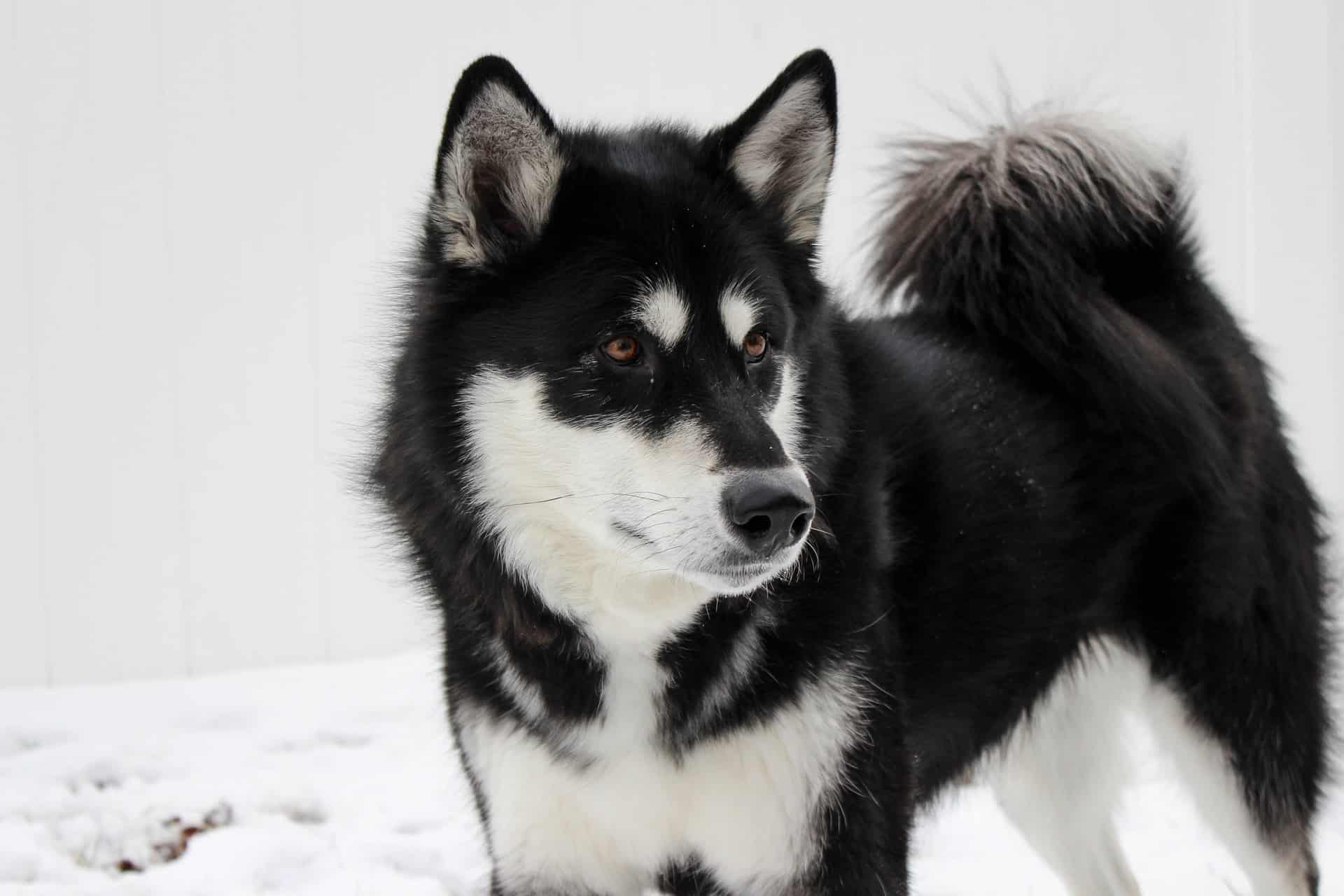 Siberian Husky breed info NewDoggy.com