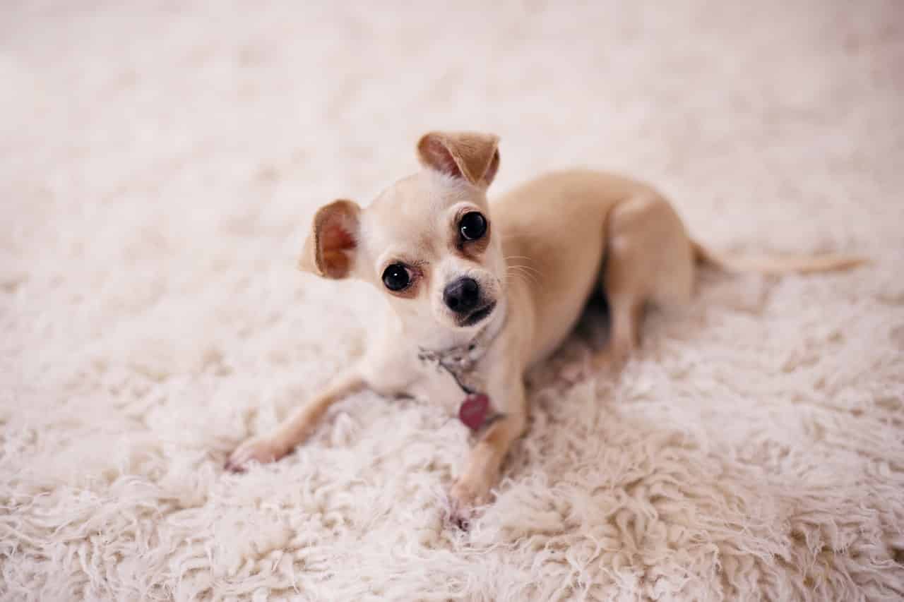 Chihuahua breed info NewDoggy.com