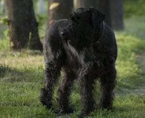 Giant Schanuzer breed info NewDoggy.com