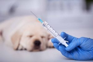 Puppy typical vaccination schedule blog NewDoggy.com