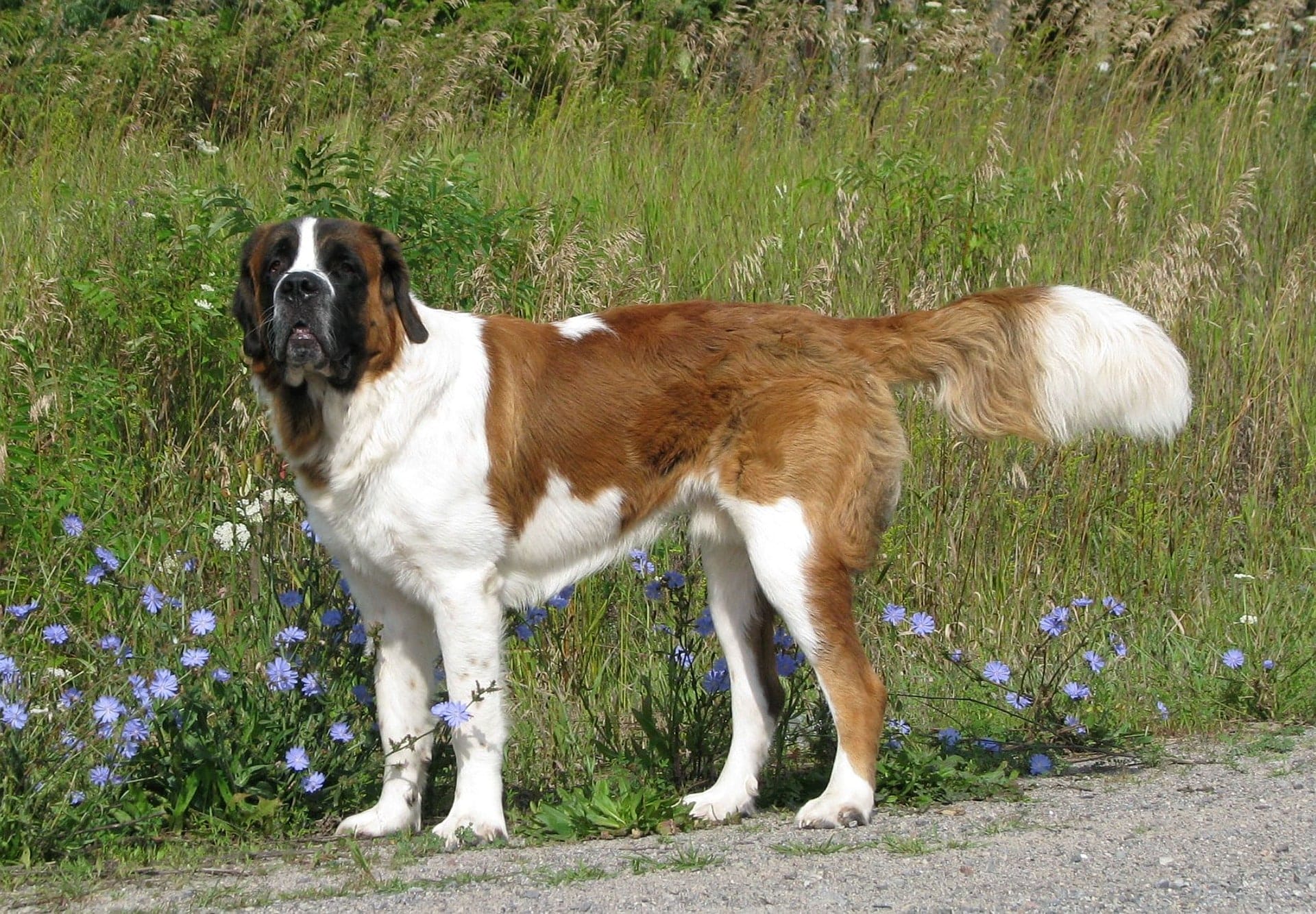 Saint Bernard breed info NewDoggy.com