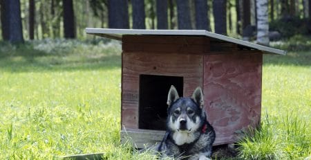 Swedish dog breeds blog NewDoggy.com