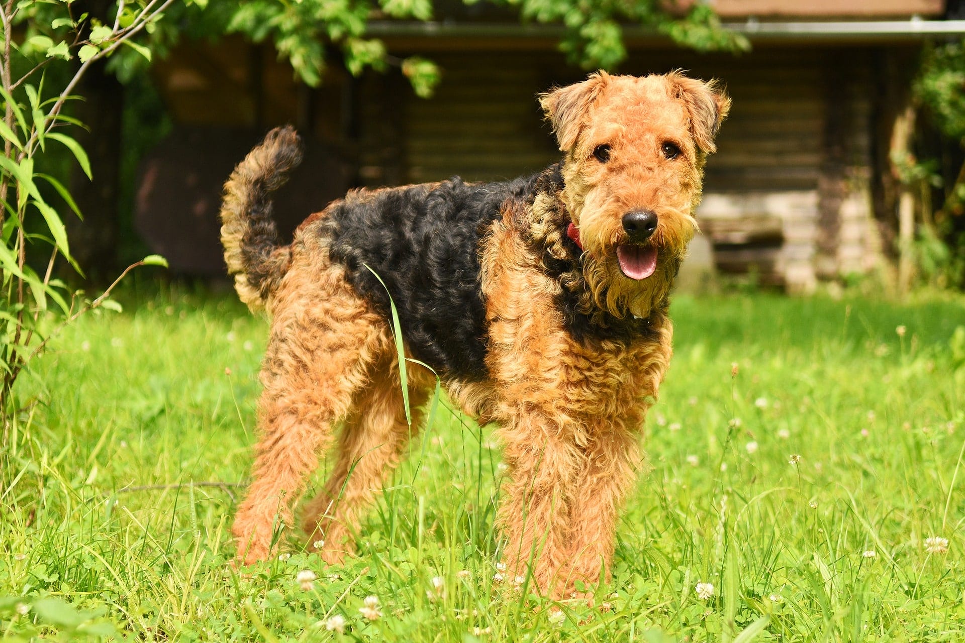 Airedale Terrier dog breed info NewDoggy.com
