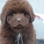 Baalos-male-Newfoundland-puppy-for-sale (2)