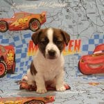 Bazhou-male-Jack-Russell-Terrier-puppy-for-sale (1)