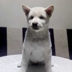 Pekkina-female-Shiba Inu-puppy-for-sale (1)