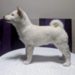 Pekkina-female-Shiba Inu-puppy-for-sale (3)