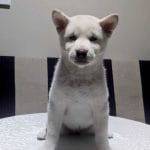 Pekkina-female-Shiba Inu-puppy-for-sale (4)