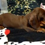 Aico-male-Dachshund-puppy-for-sale (2)
