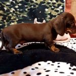 Aico-male-Dachshund-puppy-for-sale (4)