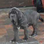 Dogo-male-napolitan-mastiff-puppy-for-sale-01