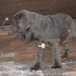 Dogo-male-napolitan-mastiff-puppy-for-sale-02
