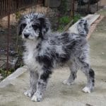 Ilium-male-aussipoo-puppy-for-sale (1)