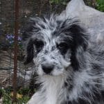 Ilium-male-aussipoo-puppy-for-sale (2)