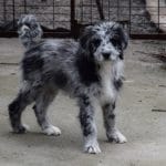 Ilium-male-aussipoo-puppy-for-sale (4)