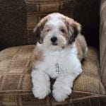 Samuel-male-cocapoo-puppy-for-sale (1)