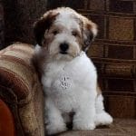 Samuel-male-cocapoo-puppy-for-sale (2)