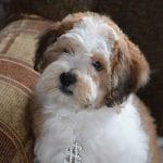 Samuel-male-cocapoo-puppy-for-sale (4)