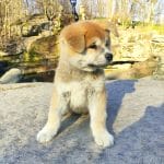 Aki-male-Shiba Inu-puppy-for-sale (1)
