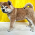 Aki-male-Shiba Inu-puppy-for-sale (3)