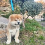 Aki-male-Shiba Inu-puppy-for-sale (4)